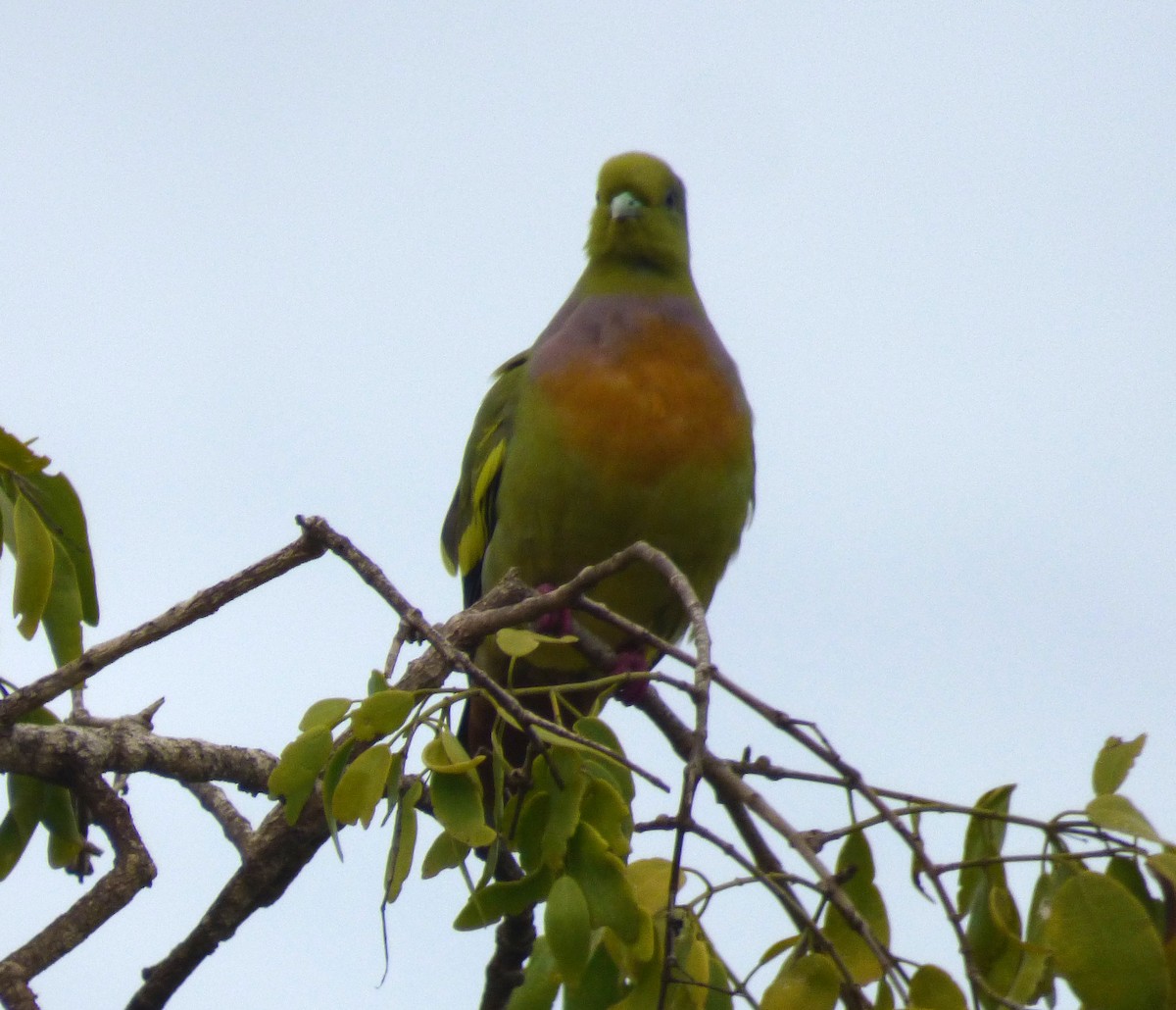 Orange-breasted Green-Pigeon - ML274010991