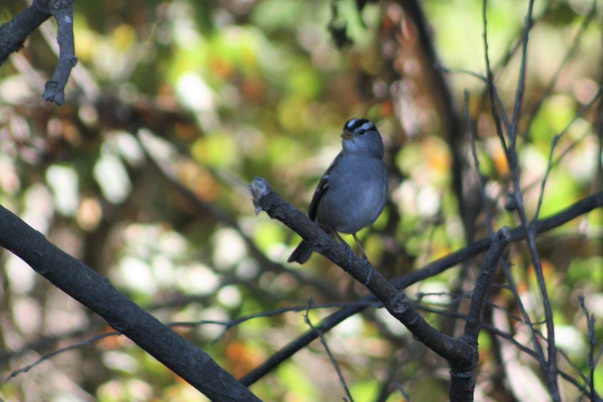 White-crowned Sparrow - ML274011851