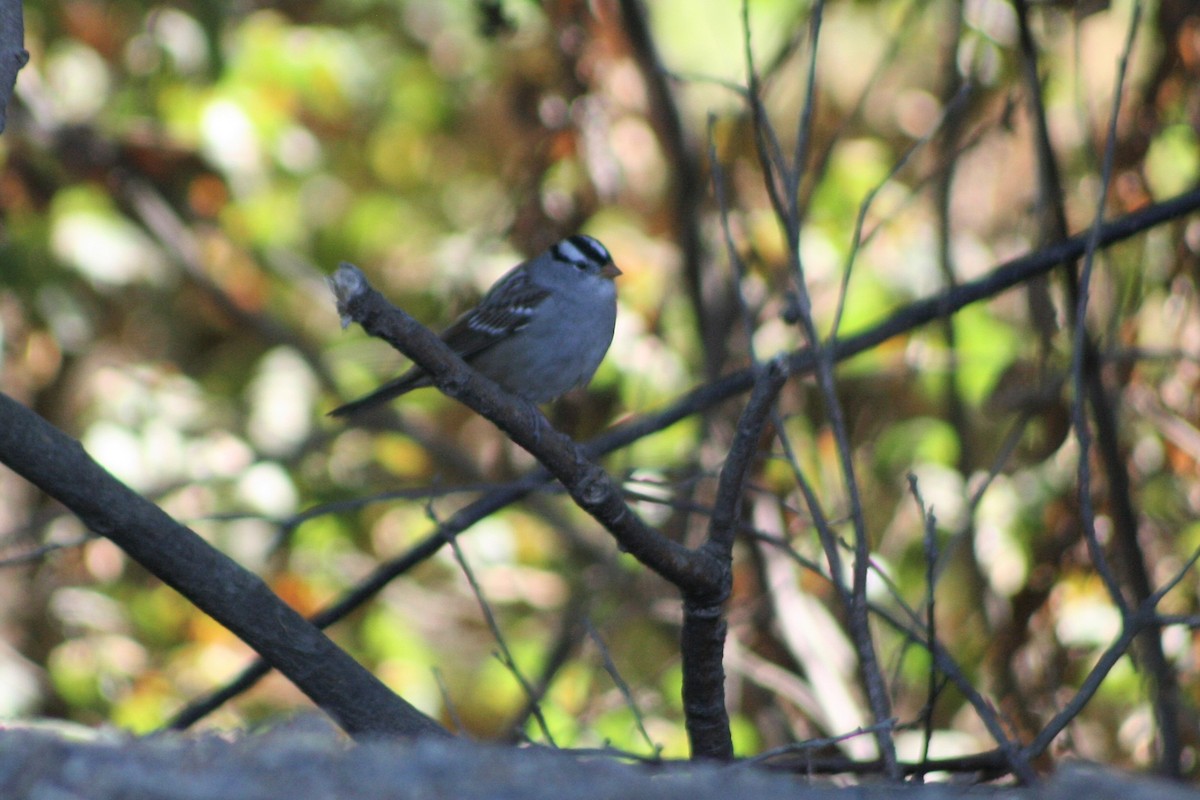 White-crowned Sparrow - ML274011871