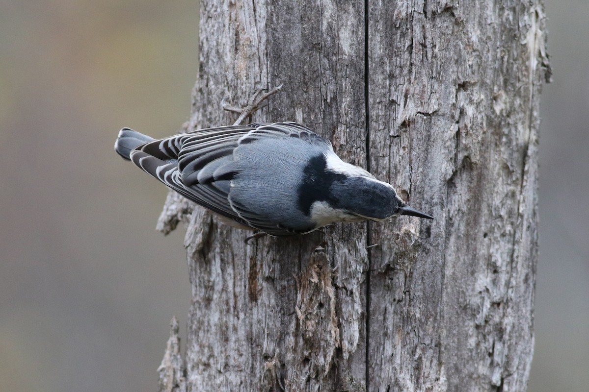 White-breasted Nuthatch - ML274013571