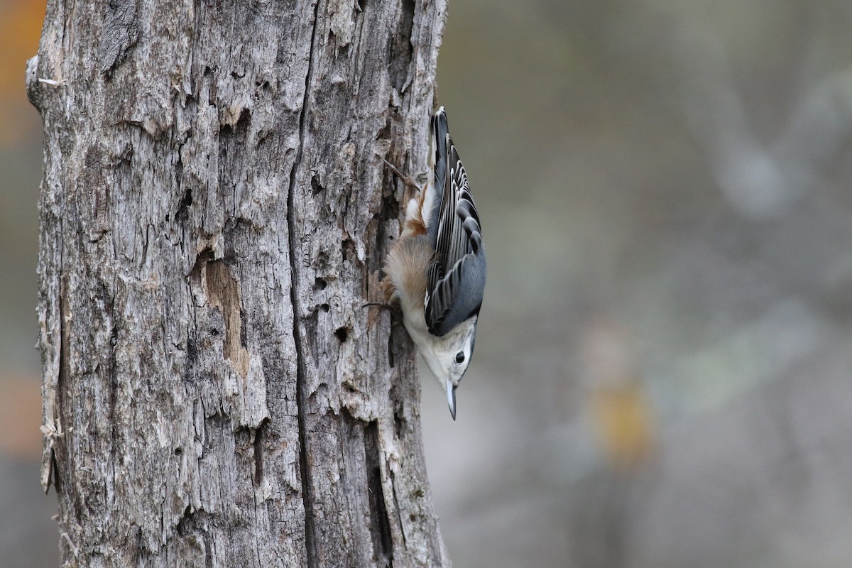 White-breasted Nuthatch - ML274013581