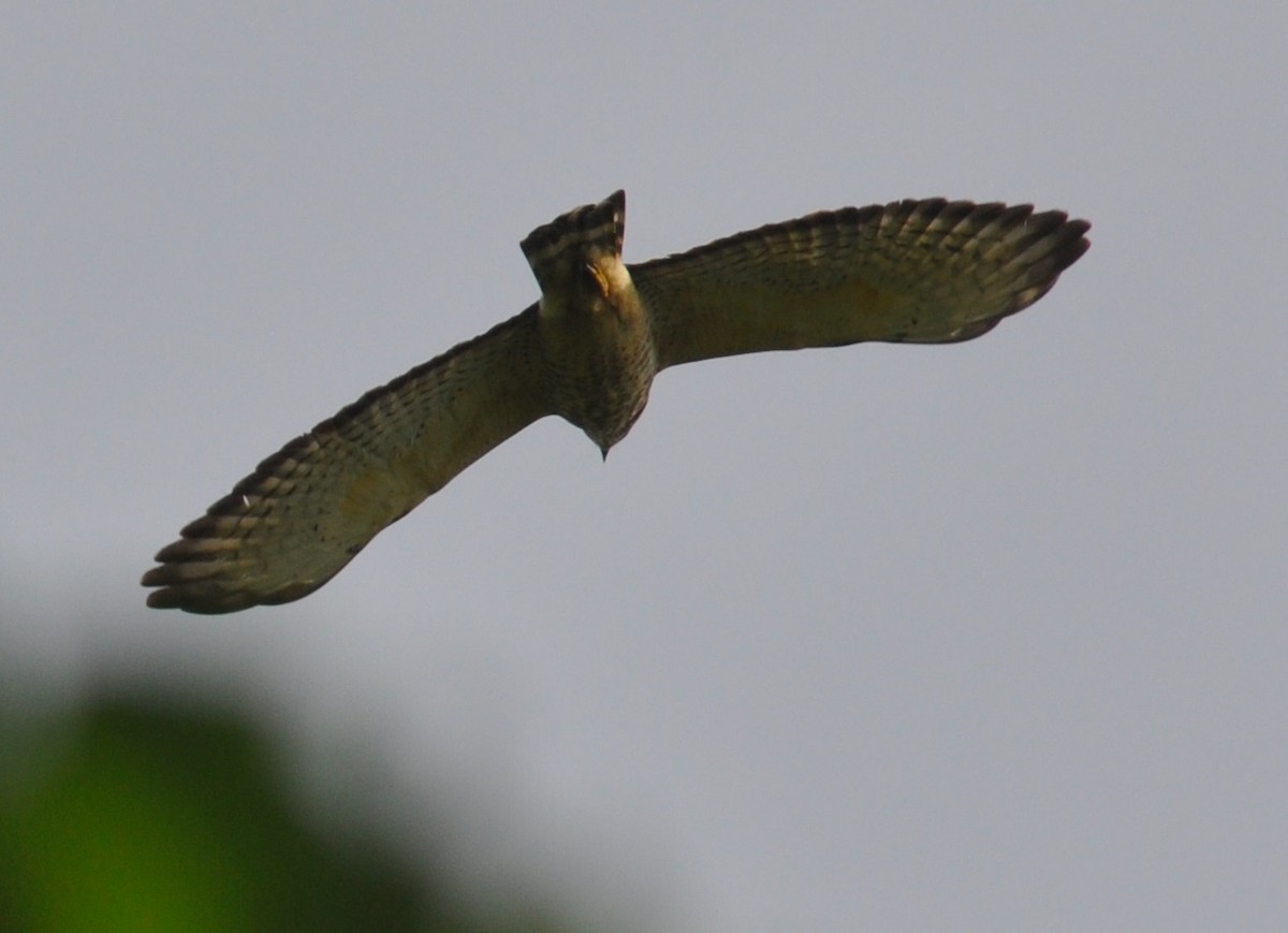 Broad-winged Hawk - M.K. McManus-Muldrow