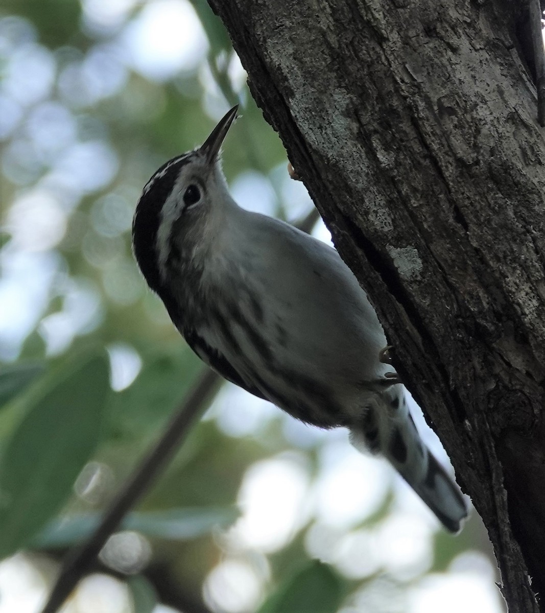 Black-and-white Warbler - ML274023431