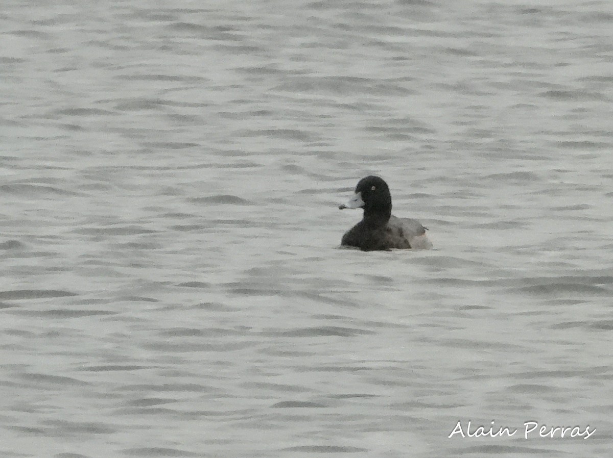 Greater Scaup - ML274026761