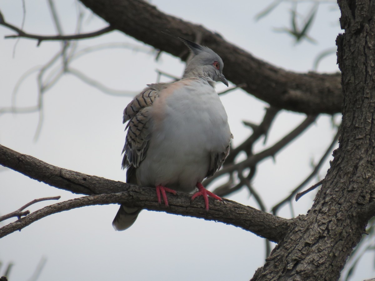 Crested Pigeon - ML274028661