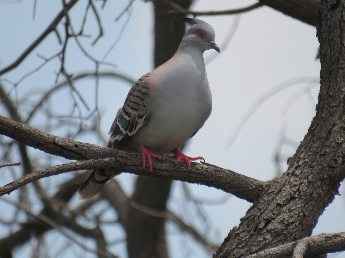 Crested Pigeon - ML274028671