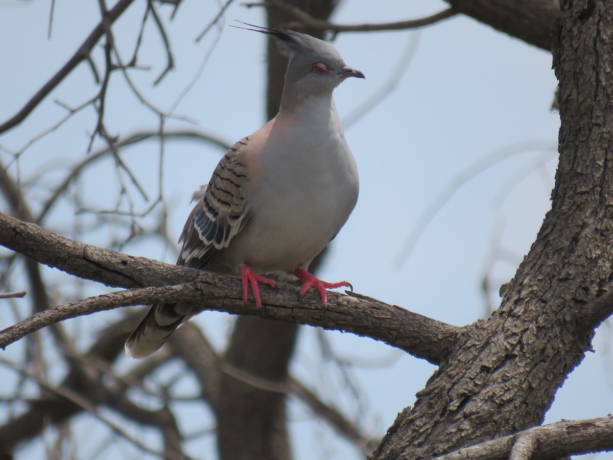 Crested Pigeon - ML274028721