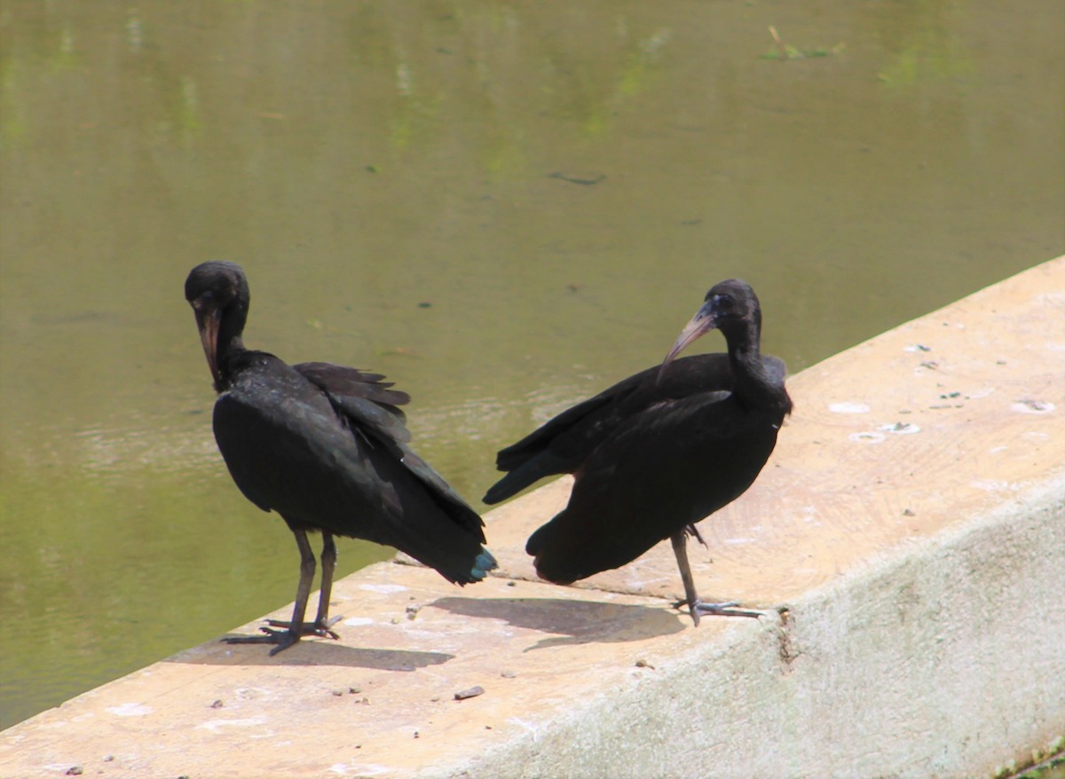 ibis tmavý - ML274036051