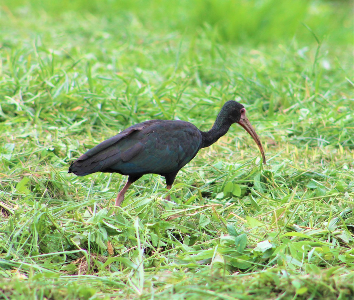 ibis tmavý - ML274036251