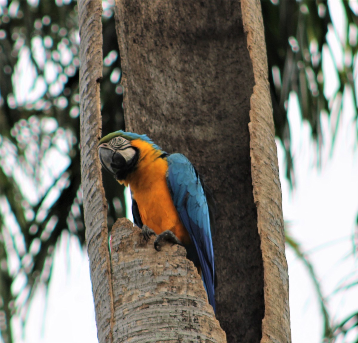 Blue-and-yellow Macaw - ML274036851