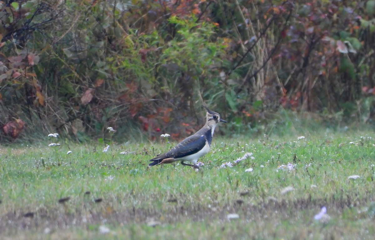 Northern Lapwing - Rowland Spear