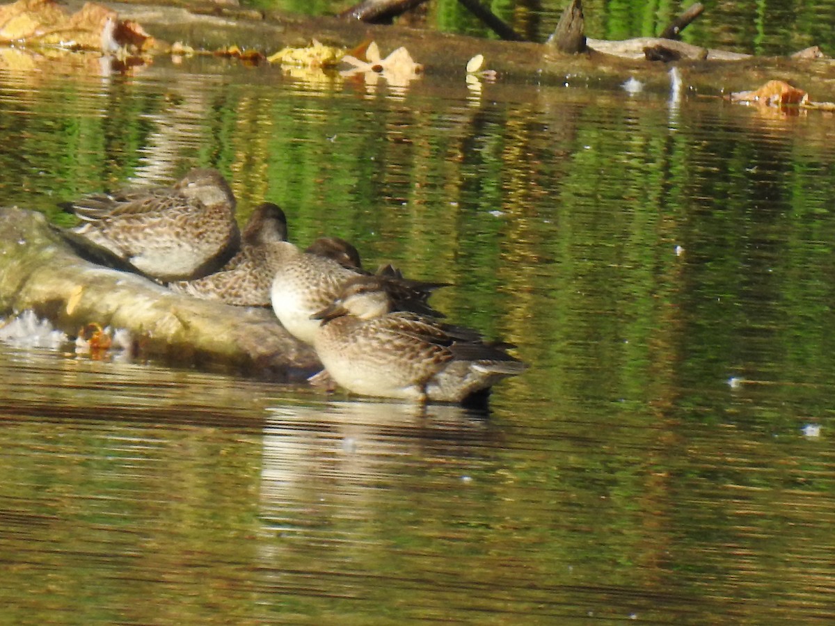 eBird Checklist 24 Oct 2020 Lower Mill Pond, Easthampton 20 species