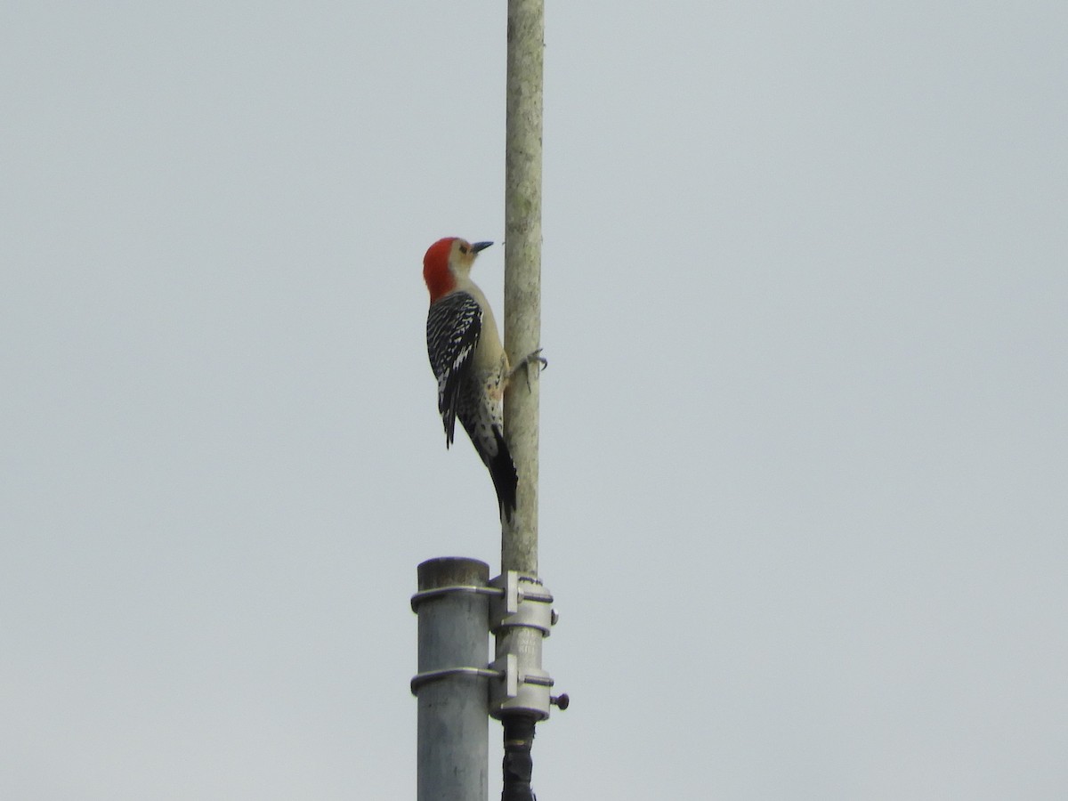 Red-bellied Woodpecker - ML274040531