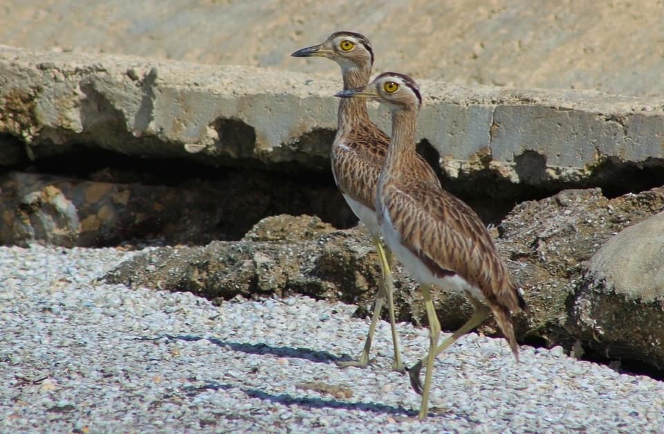 Double-striped Thick-knee - ML274045801