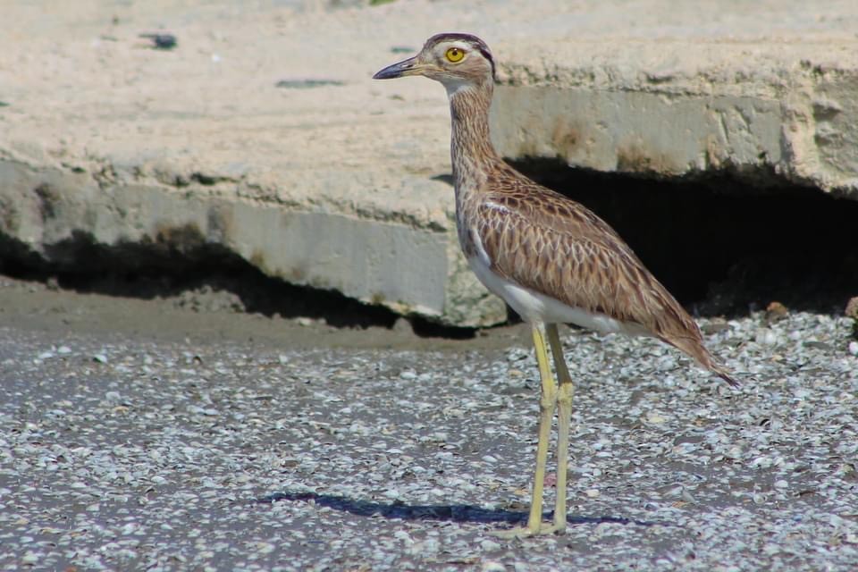 Double-striped Thick-knee - ML274045901