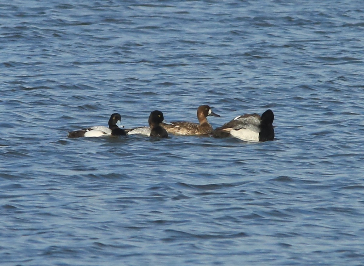 Greater Scaup - ML27404801