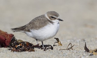  - Snowy Plover