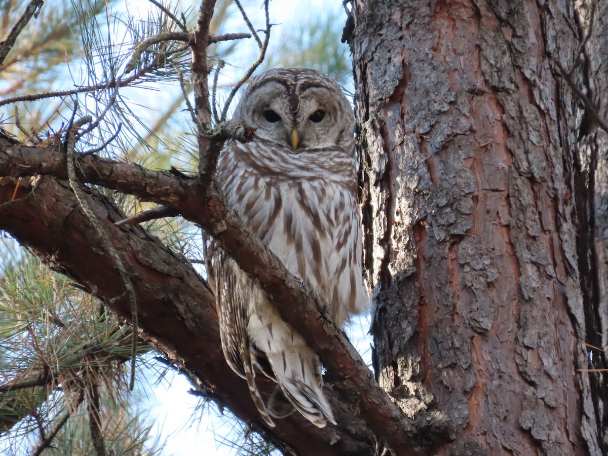 Barred Owl - Rich White
