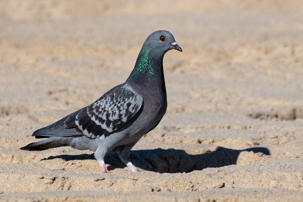 Rock Pigeon (Feral Pigeon) - Don Danko