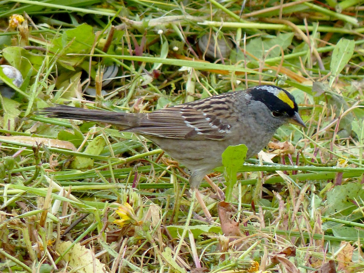 Golden-crowned Sparrow - Gena Zolotar