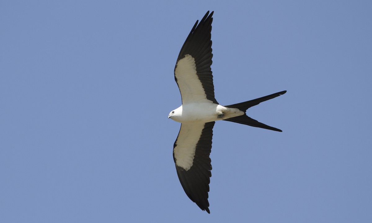 Swallow-tailed Kite - Brian Sullivan