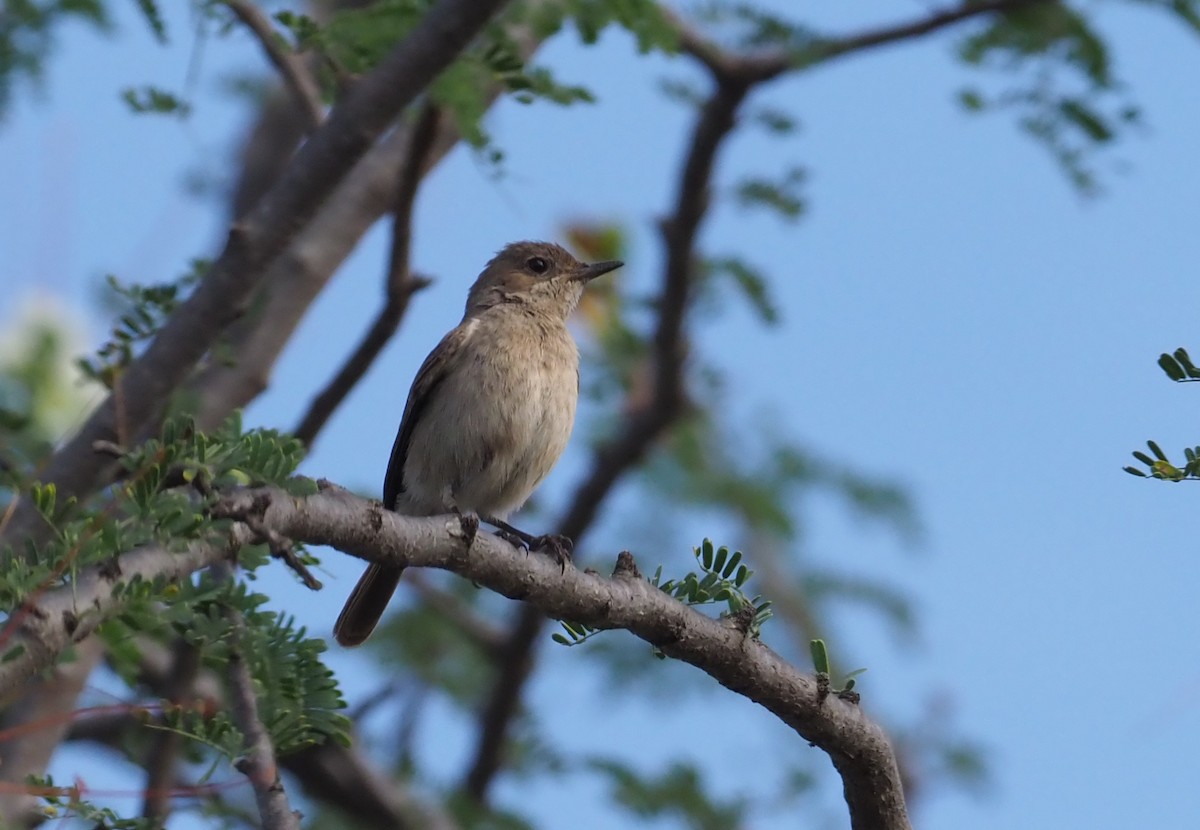 Brown-tailed Chat - ML274059951