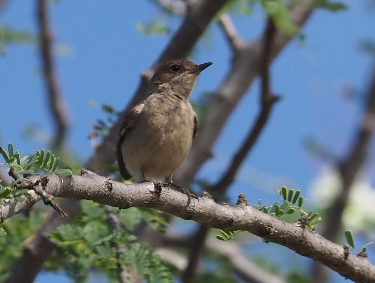 Brown-tailed Chat - ML274060131