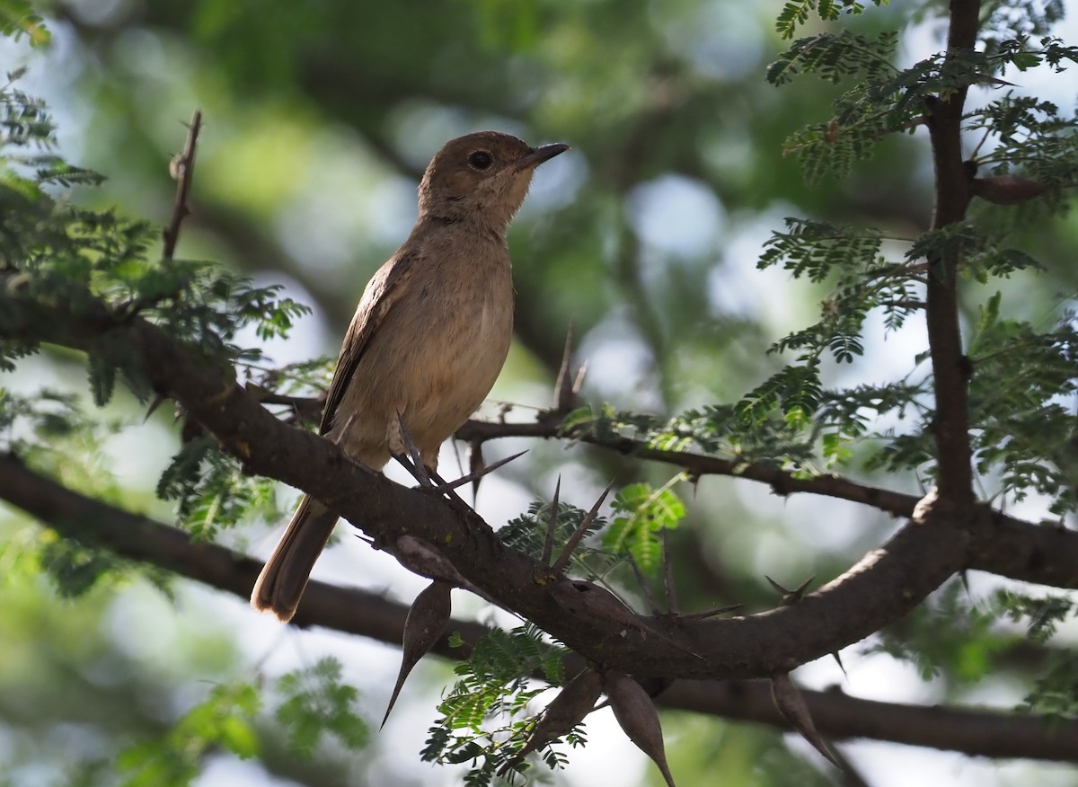 Brown-tailed Chat - ML274060231