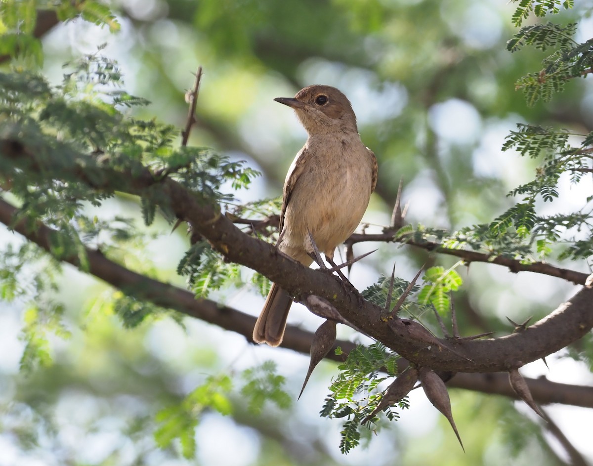 Brown-tailed Chat - ML274060311