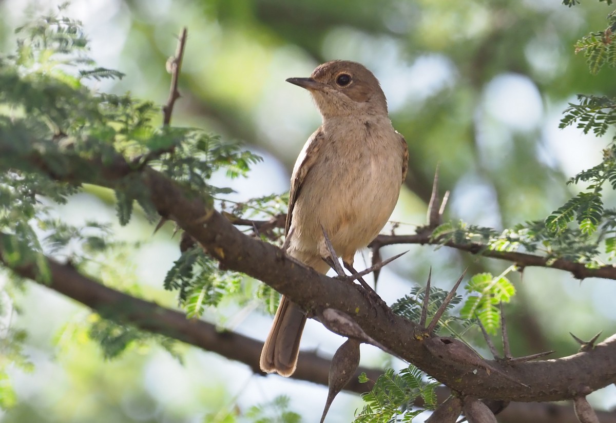 Brown-tailed Chat - ML274060671