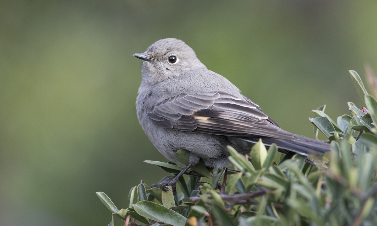 Townsend's Solitaire - ML27406301