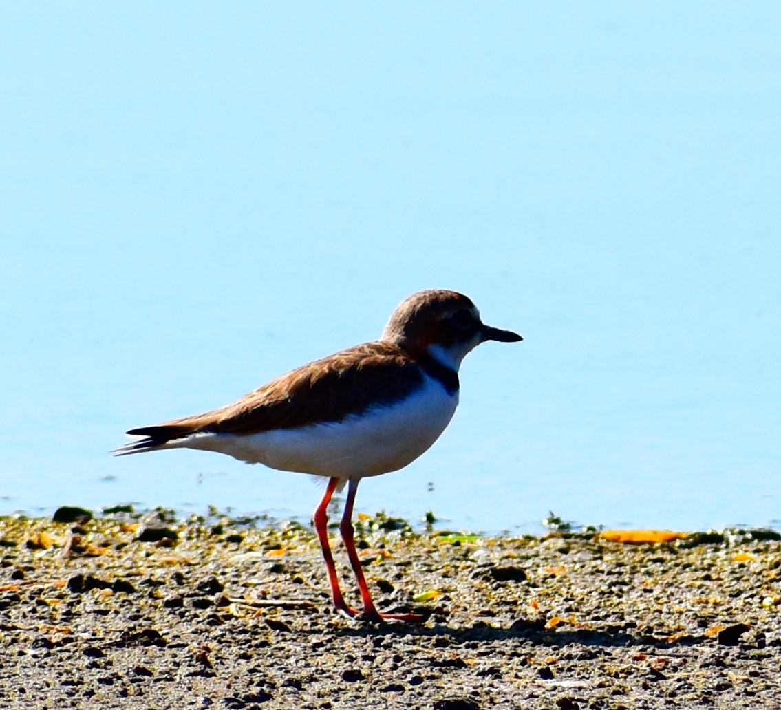 Collared Plover - ML274064961