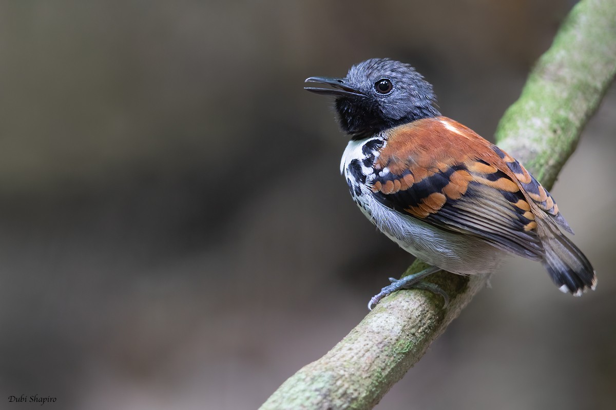 Spotted Antbird - ML274069801