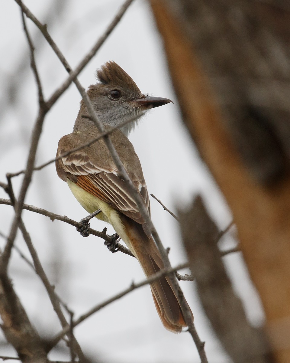 Brown-crested Flycatcher - Jeff Stacey