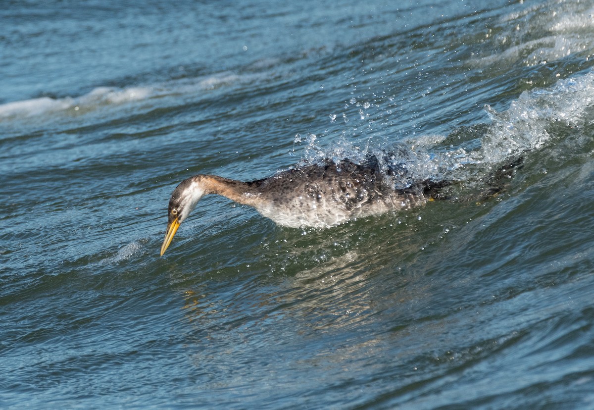 Red-necked Grebe - Vincent Giroux