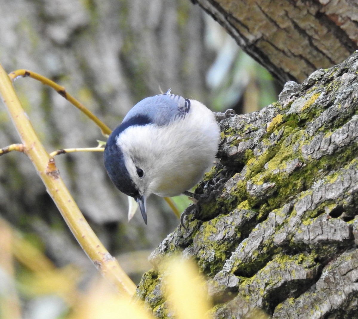 White-breasted Nuthatch (Eastern) - Bruce Hoover