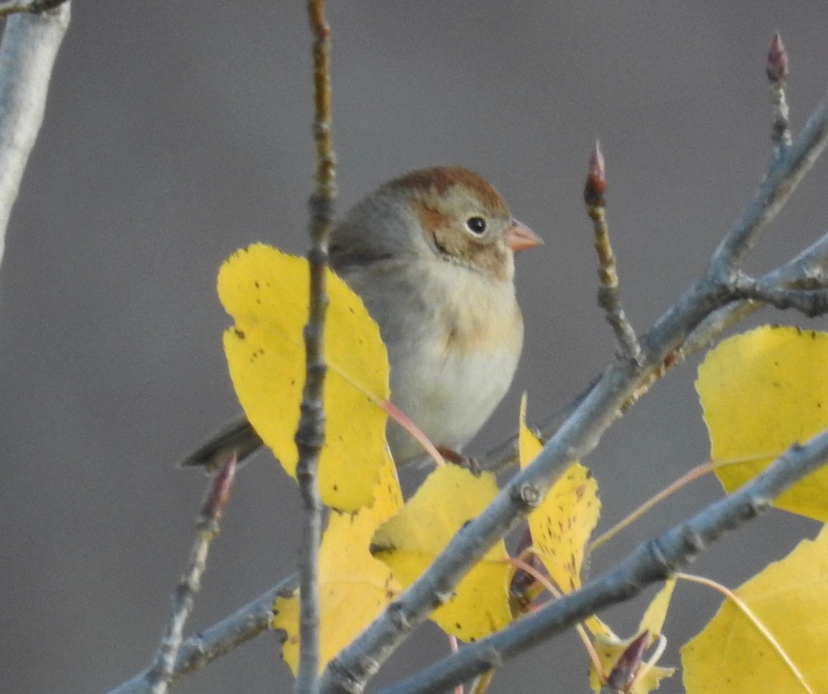 Field Sparrow - Bruce Hoover
