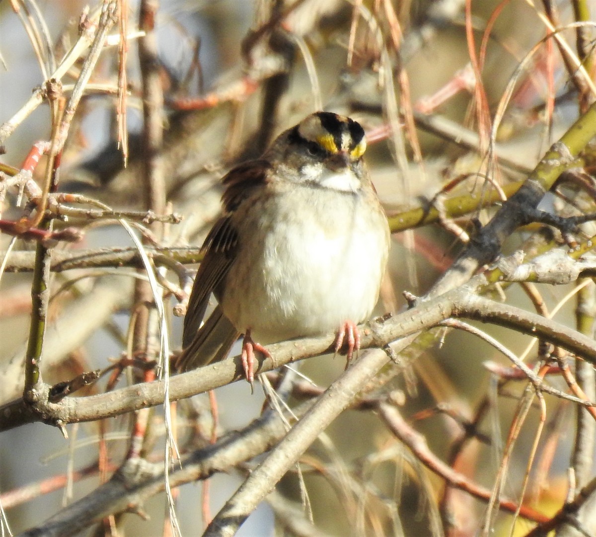 White-throated Sparrow - Bruce Hoover