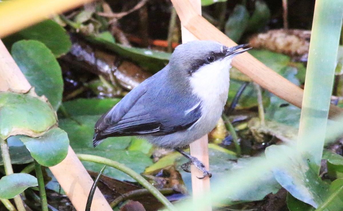 Pygmy Nuthatch - Doug and Diane Iverson