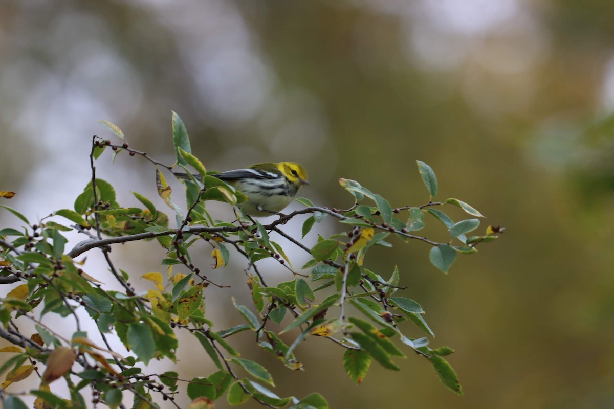 Black-throated Green Warbler - ML274085461