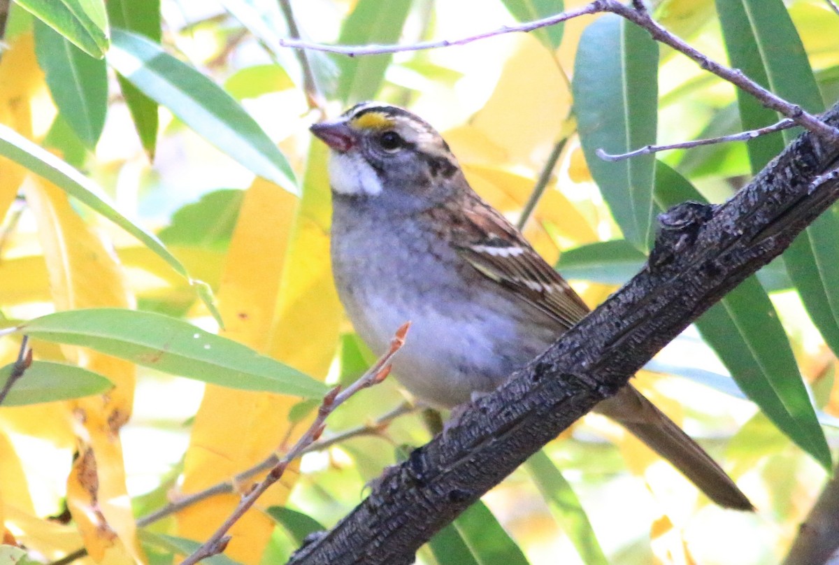 White-throated Sparrow - Doug and Diane Iverson