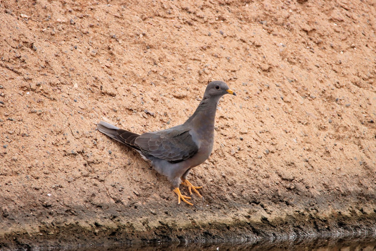 Band-tailed Pigeon - ML274087401