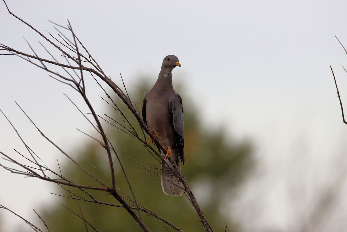 Band-tailed Pigeon - ML274087451