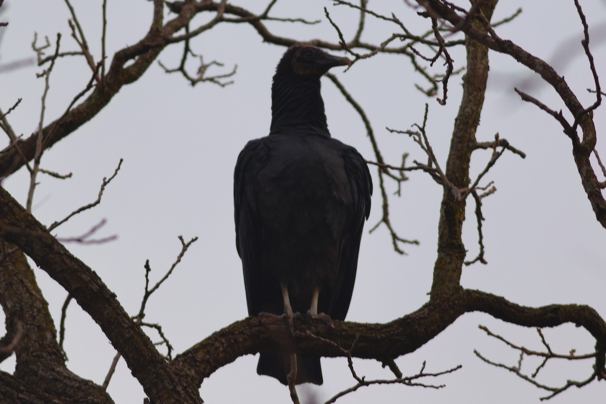 Black Vulture - ML274090031
