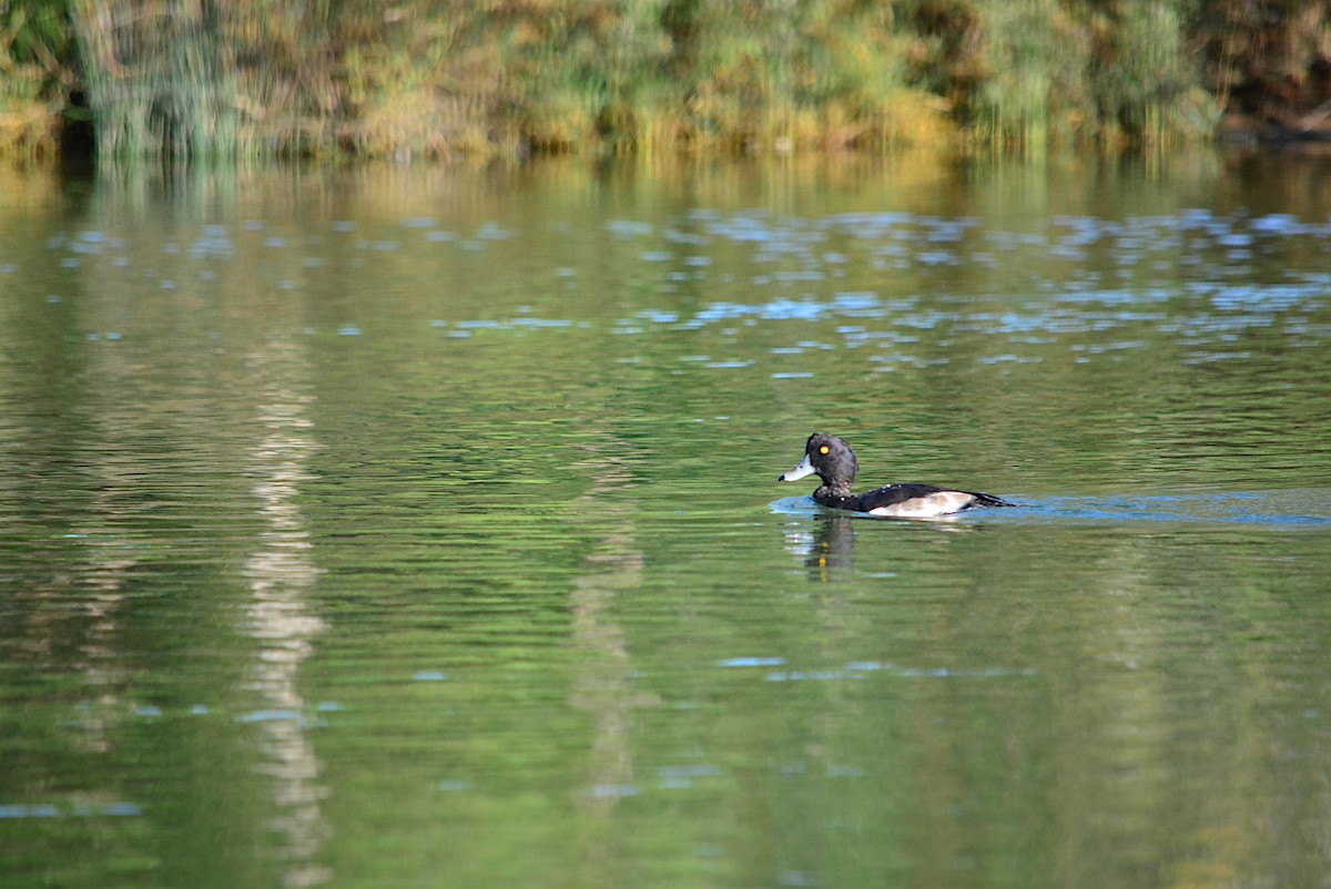 Tufted Duck - ML274091341