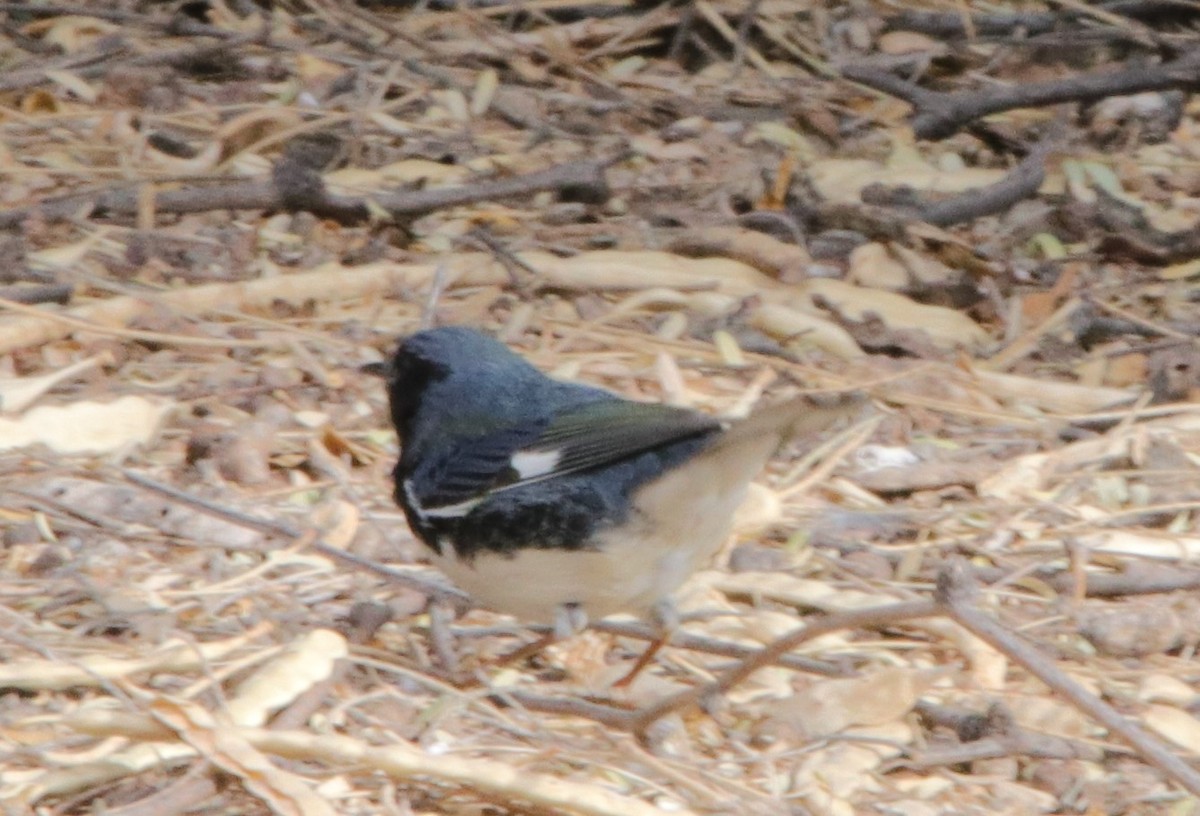 Black-throated Blue Warbler - ML274094571