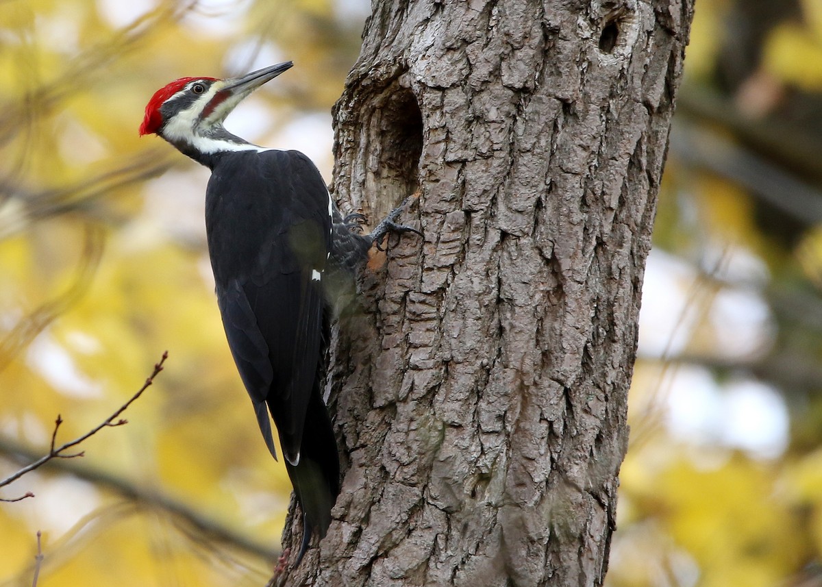 Pileated Woodpecker - Bruce Arnold