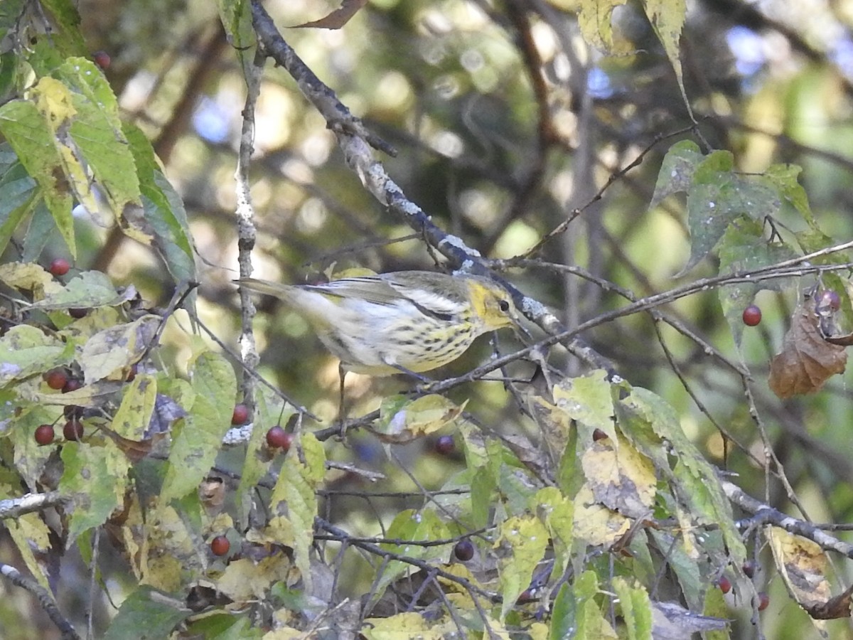 Cape May Warbler - ML274100921