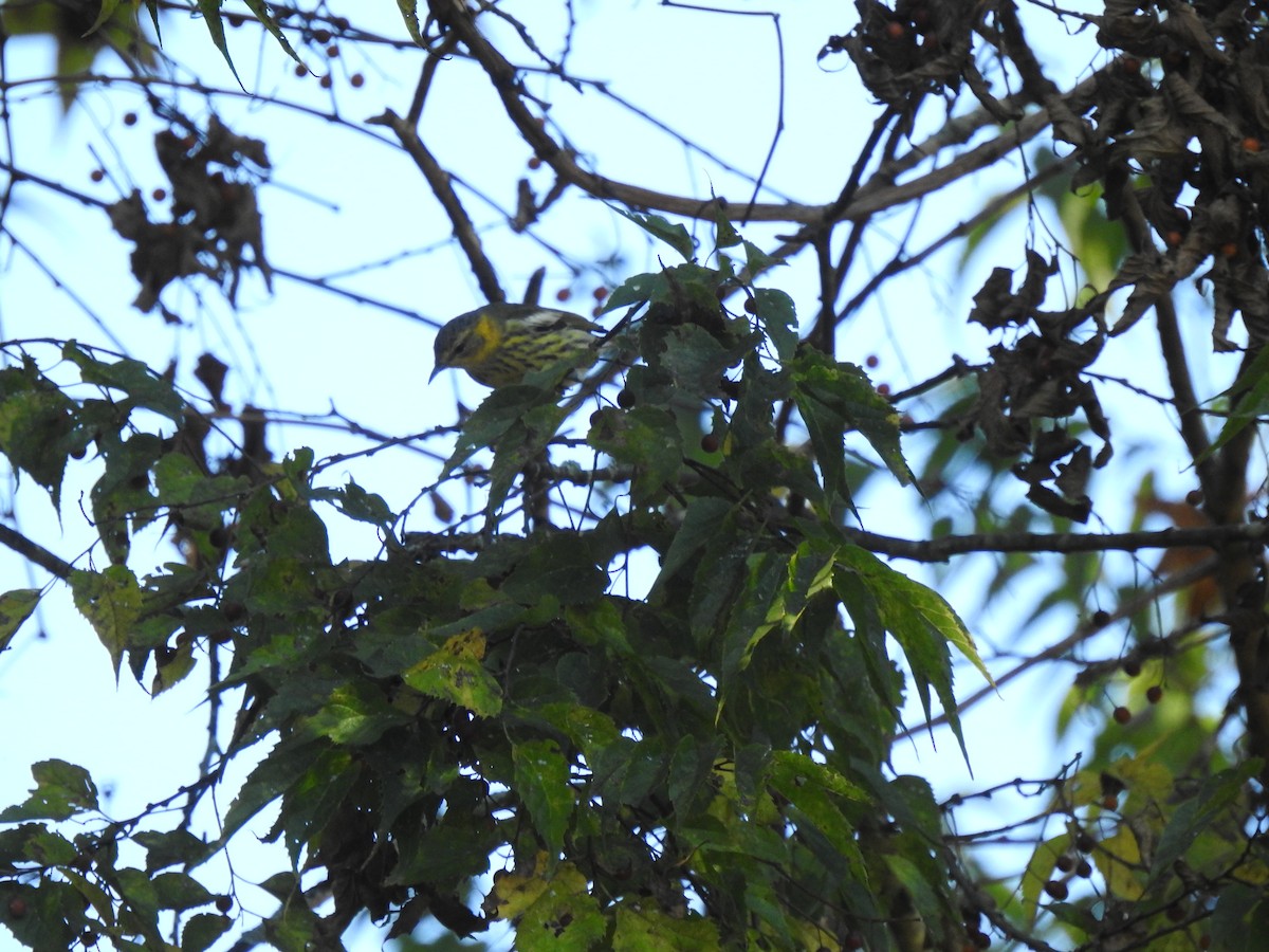 Cape May Warbler - ML274101041