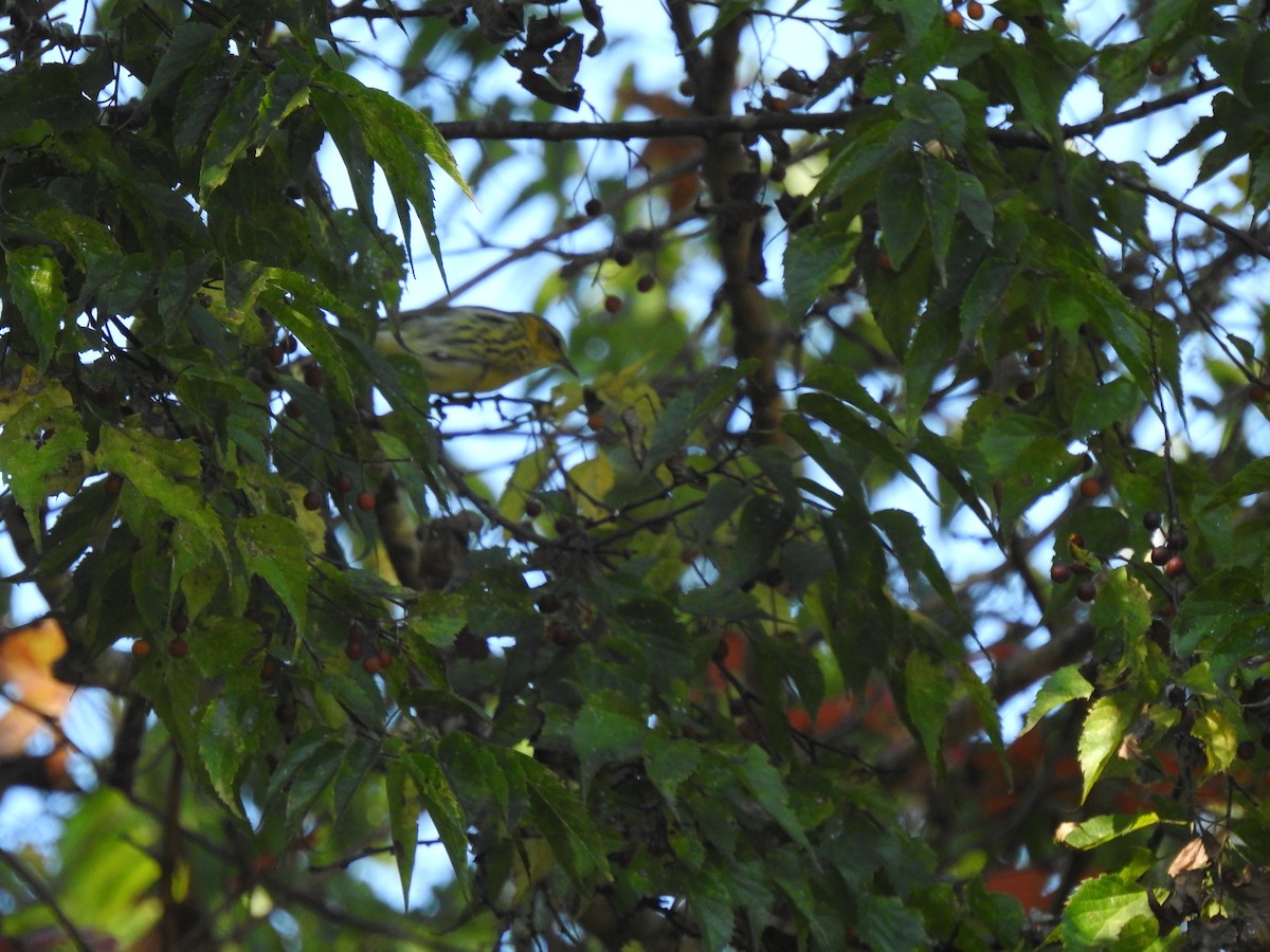 Cape May Warbler - ML274101051